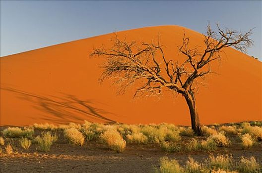 沙丘,风景,日落,索苏维来地区,纳米比亚,非洲
