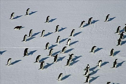阿德利企鹅,群,骑,浮冰,东方,南极