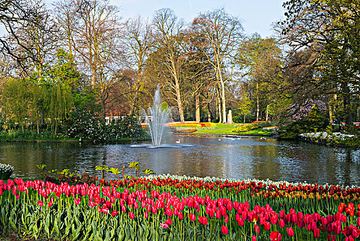 花园,彩色,郁金香,郁金香属,开花,喷泉,后面,库肯霍夫花园,展示,荷兰南部,荷兰,欧洲