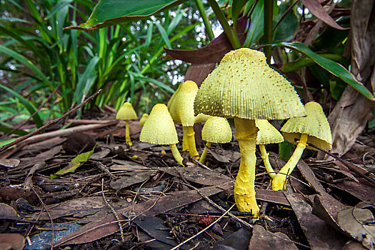 蘑菇,新南威尔士,澳大利亚,黄色,菌类