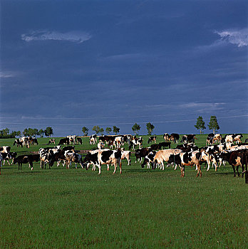 牛奶,母牛,草地