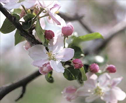 苹果花