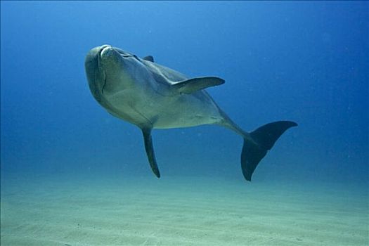 宽吻海豚,洪都拉斯,加勒比海