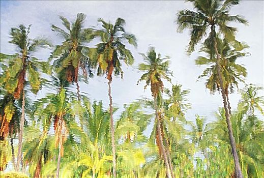反射,许多,棕榈树,蓝天,水塘