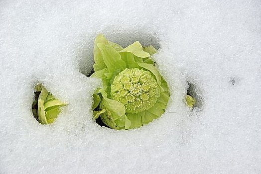 蜂斗叶属植物,芽,雪地