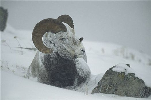 大角羊,雪中,落基山脉,北美