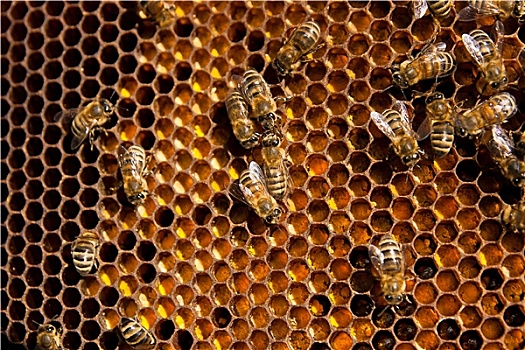 特写,工作,蜜蜂,收集,花粉,蜂窝