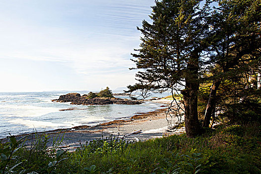 海岸线,小路,南海滩,环太平洋国家公园,靠近,不列颠哥伦比亚省,加拿大