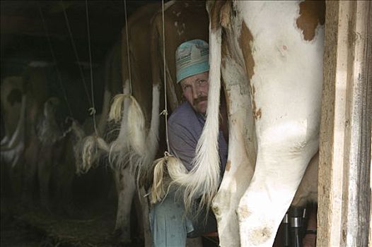 2006年,高山,农民,挤奶,母牛