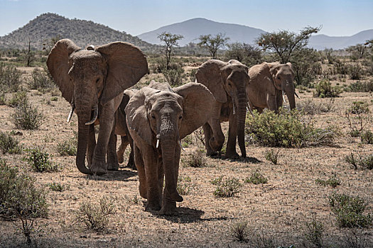肯尼亚草原的非洲象