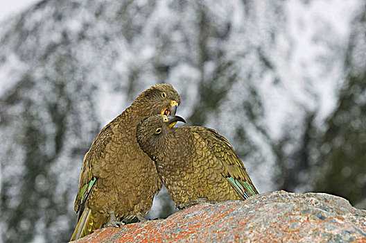 食肉鹦鹉,成年,一对,打扮,南阿尔卑斯山,南岛,新西兰
