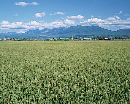 山,稻田