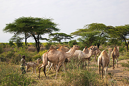 骆驼,朴素,萨布鲁国家公园,肯尼亚