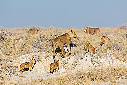 狮子,小动物,水坑,纳米比亚