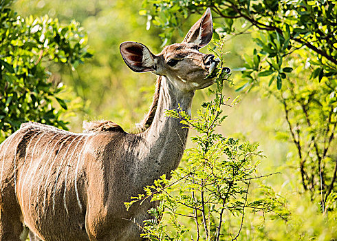 羚羊,进食,叶子,克鲁格国家公园,南非