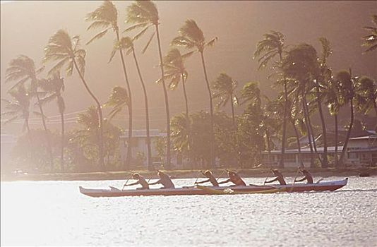 夏威夷,瓦胡岛,剪影,男人,舷外支架,独木舟,回族,练习,下午,亮光,棕榈树,背景,无肖像权