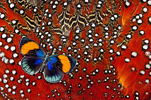 秘鲁,蝴蝶,羽毛,设计