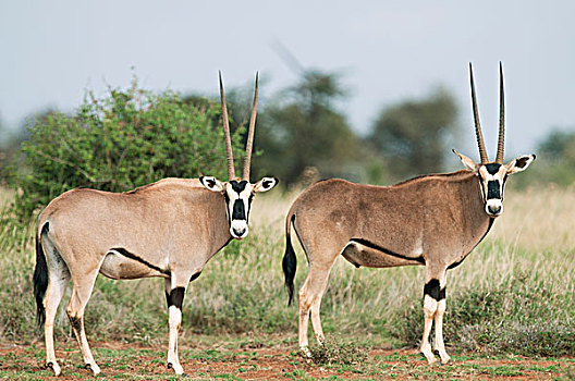 南非大羚羊,羚羊,一对,研究中心,肯尼亚