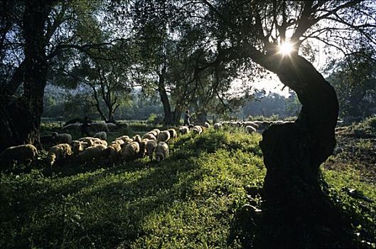 绵羊,橄榄,小树林,科孚岛,希腊