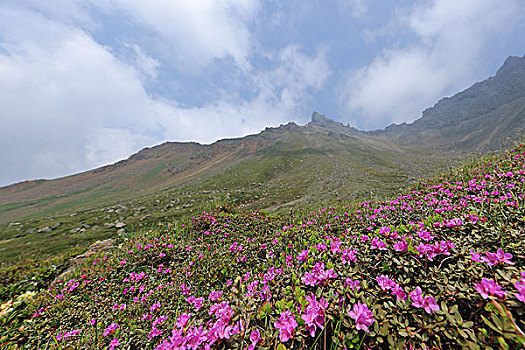 长白山高山杜鹃