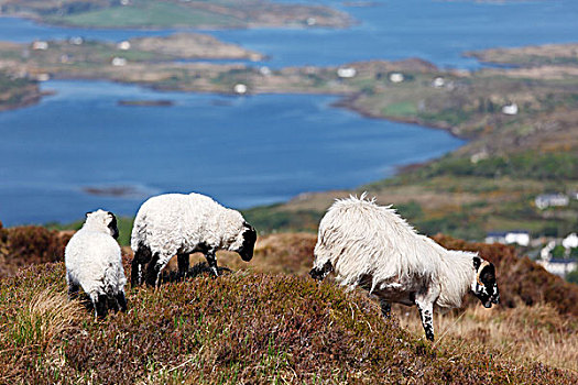 绵羊,康纳玛拉,国家公园,戈尔韦郡,爱尔兰,欧洲