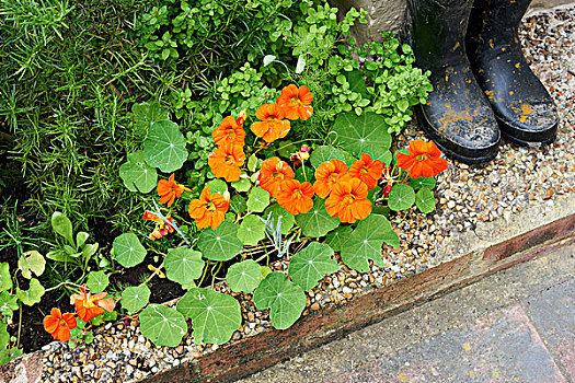 英国,花园,脏,胶靴,靠近,花坛