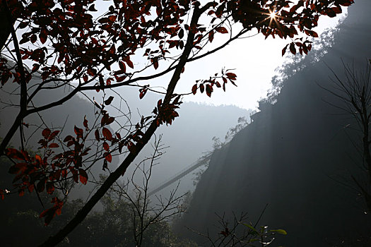 阳光,树叶,天空