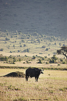 水牛,放牧,土地