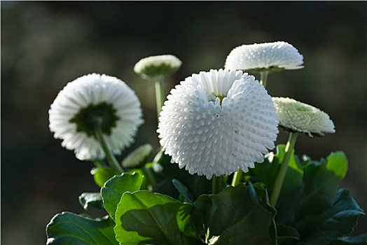 雏菊属