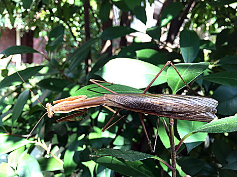 阳光绿叶丛中的一只螳螂