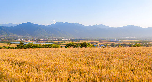 麦田,麦子