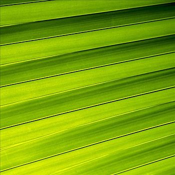 彩色照片,户外,照片,绿色,棕榈树,叶子,棕榈叶,树,植物,局部,特写,变焦,建筑,纹理,亮光,影子,彩色,色彩