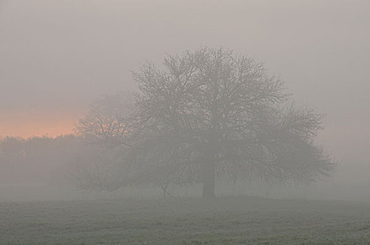 树,早晨,雾,中间,生物圈,靠近,德绍,萨克森安哈尔特,德国,欧洲