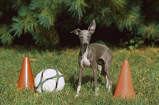 意大利灵缇犬,狗,小狗,足球用具