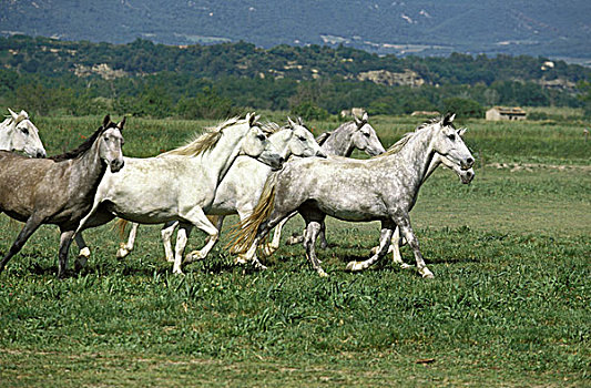 马,牧群,快跑,草地