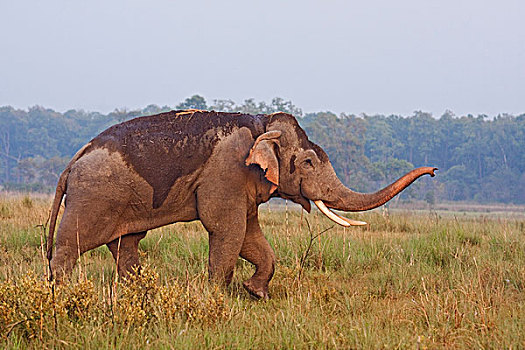 印度,亚洲象,獠牙动物,沟通,国家公园