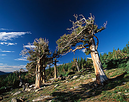 美国松树品种图片