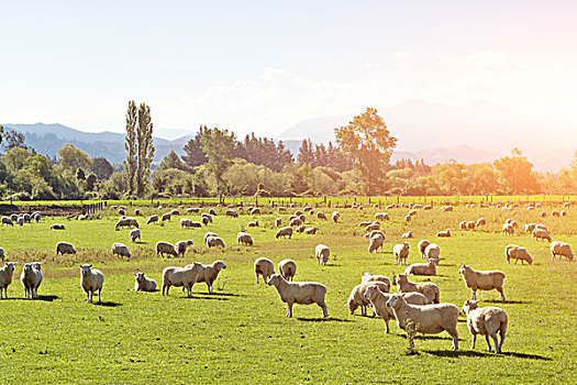 草场,动物,夏天,晴天,新西兰