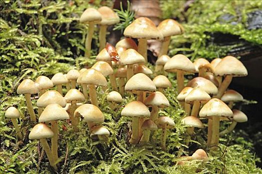 小,蘑菇,苔藓