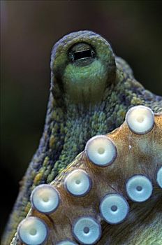 章鱼,真蛸,眼,吸