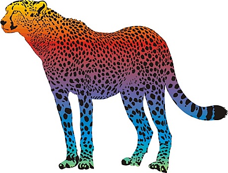 印度豹,矢量,抽象,彩虹