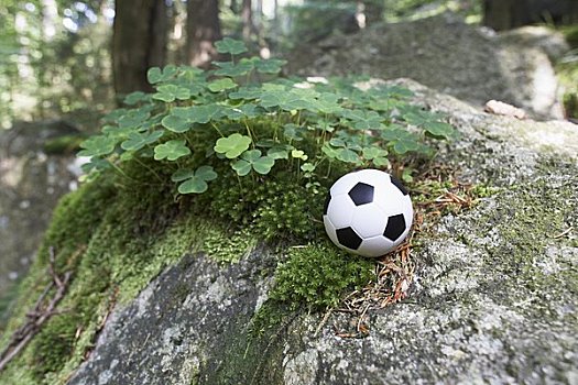 微型,足球,三叶草,哈尔茨山,国家公园,萨克森安哈尔特,德国