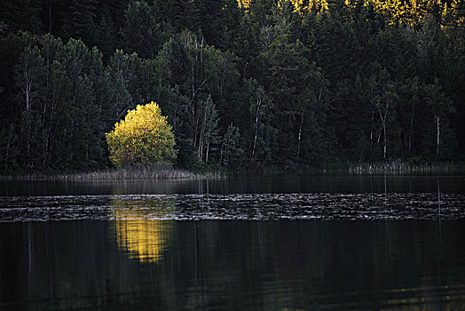 孤单,树,阳光,湖,清水,加拿大