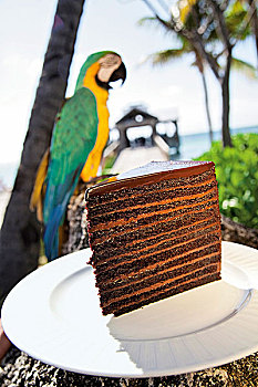 块,层次,巧克力蛋糕,盘子,金刚鹦鹉,背景