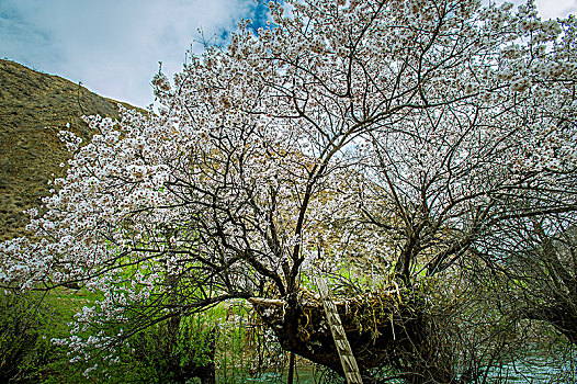 高原桃花