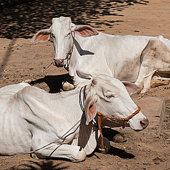 两个,白色,母牛,躺着,泥土,收获,柬埔寨