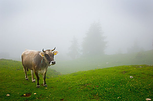 母牛,草场,雾,威尼托,意大利