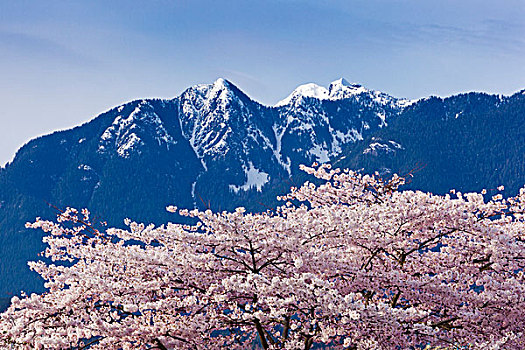 樱桃树,开花,史坦利公园,温哥华,不列颠哥伦比亚省,加拿大