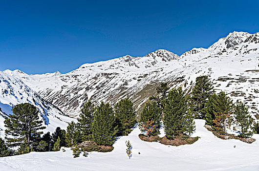 厄茨泰,阿尔卑斯山,冬天,冰,雪,靠近,提洛尔,高海拔,站立,瑞士,松树,攀升,一个,著名,顶峰,奥地利,背景