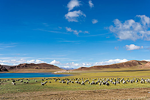 西藏羌塘高原的羊群